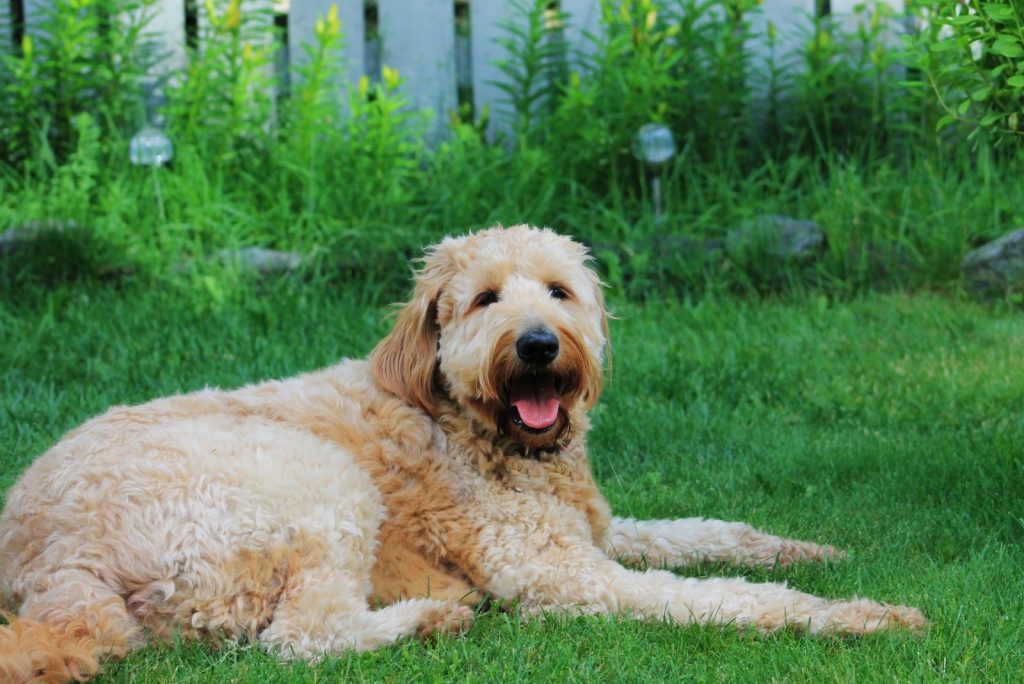 The Medium Goldendoodle A Dog Of A Perfect Size   Goldendoodle Dog Outdoors 1024x684 