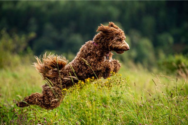 living nature labradoodle