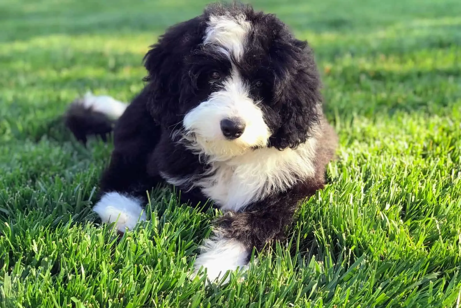 bernedoodle dog life expectancy