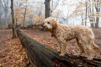 Mini Goldendoodle: What You Need To Know Before Buying