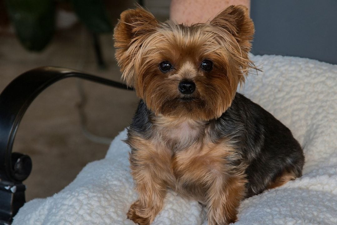 Teacup Yorkie: Meet The World's Smallest Dog