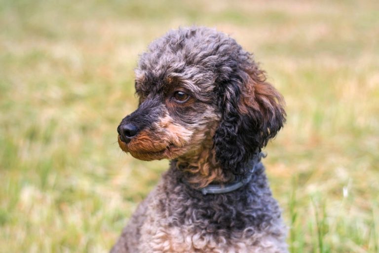 standard-phantom-poodle-colors-why-are-these-dogs-so-rare