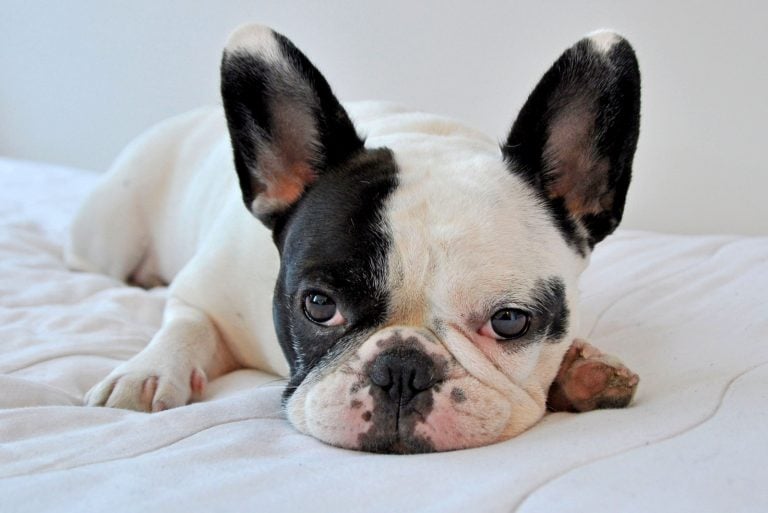 Cream French Bulldog: The Rare Frenchie That Everyone Wants