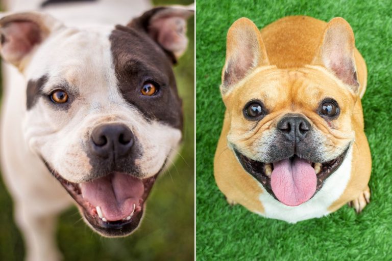 Raising A French Bulldog Pitbull Mix: A Guide Worth Reading