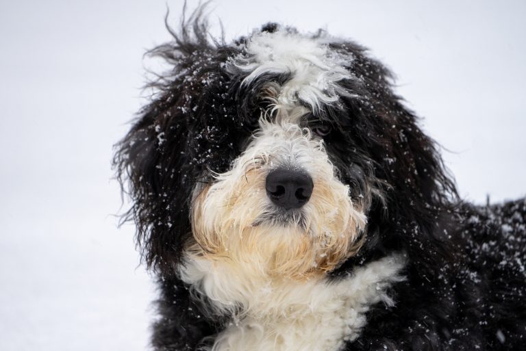 All About F1B Bernedoodles & Differences Among Generations