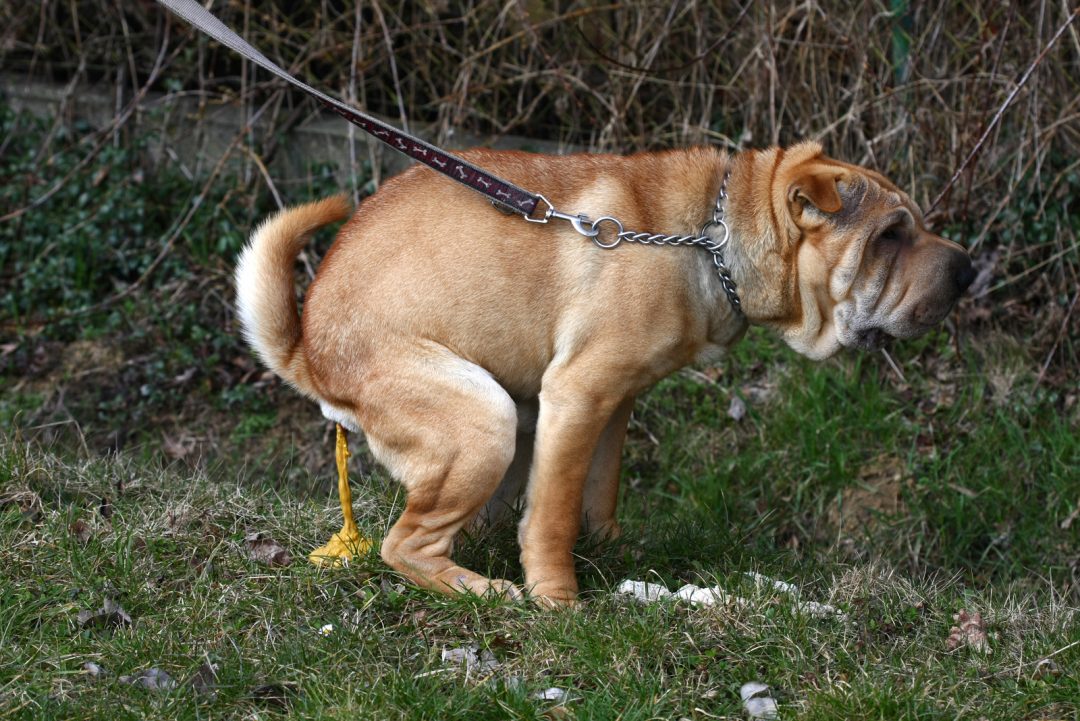 Why Does My Dog Poop So Much? Healthy Pooping Amounts