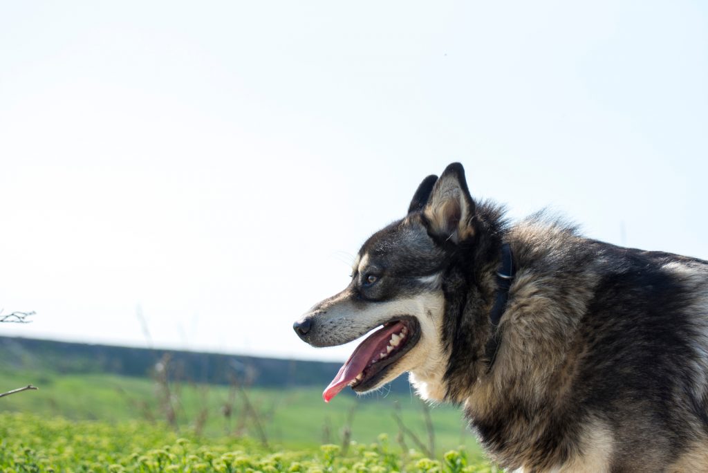 The German Shepherd Husky Mix: A Cool Dog With A Cool Name