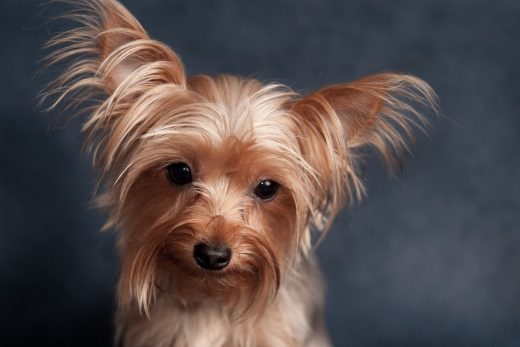 Teacup Yorkie: Meet The World's Smallest Dog