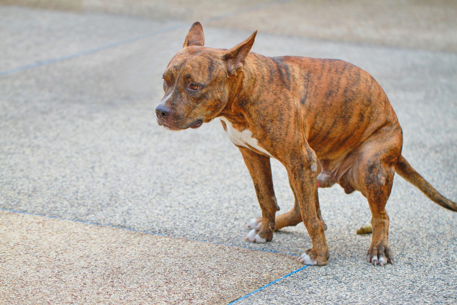 why-does-my-dog-poop-so-much-healthy-pooping-amounts