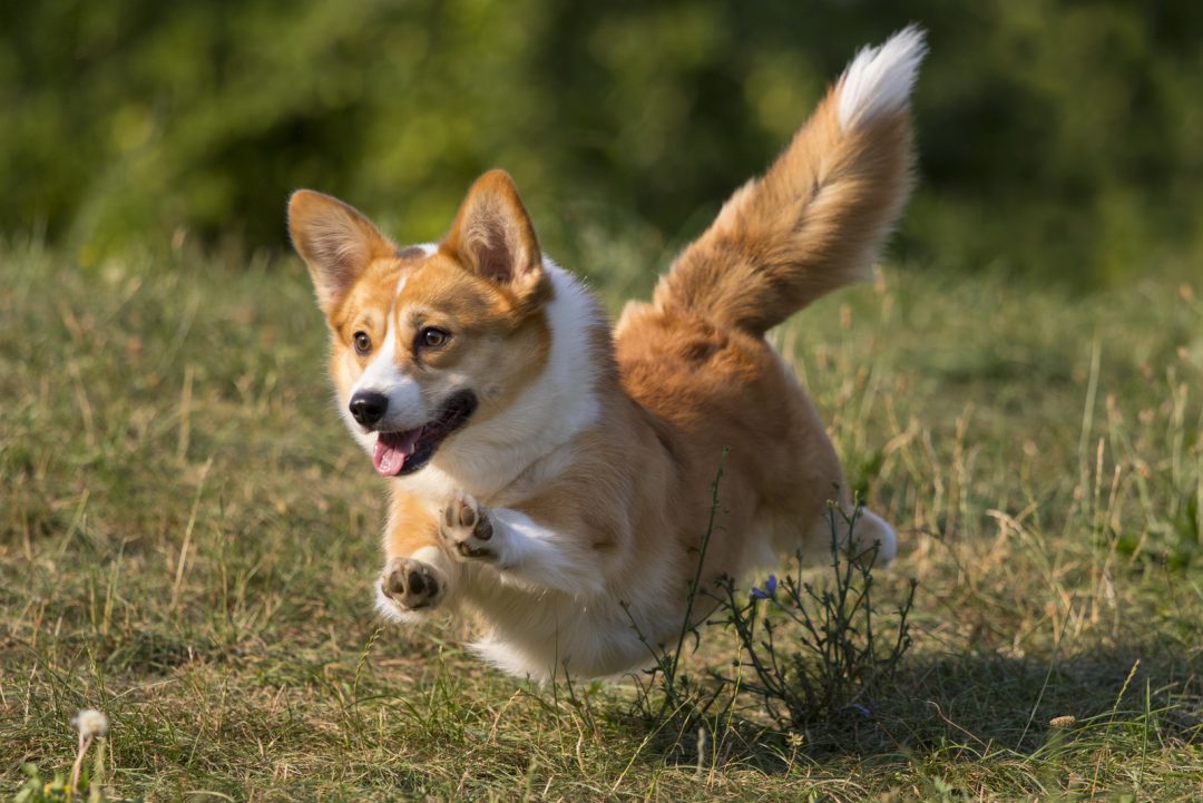 What Are Red Corgis? Pembroke And Cardigan Corgi Breeds