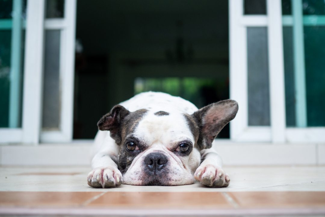 French Bulldog Floppy Ears: Is My Frenchie Healthy?