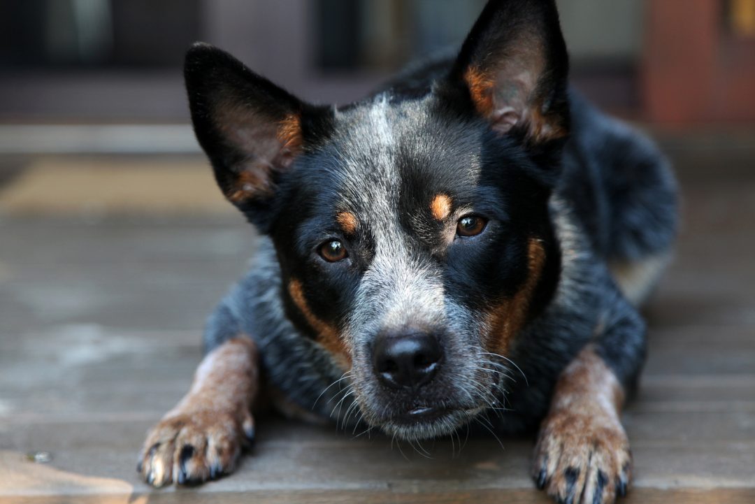 stuffed blue heeler dog