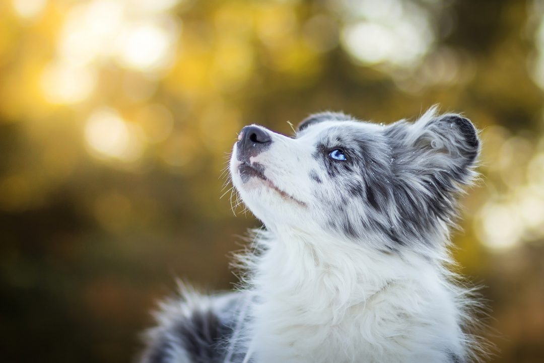 Blue Merle Border Collie – What You Need To Know