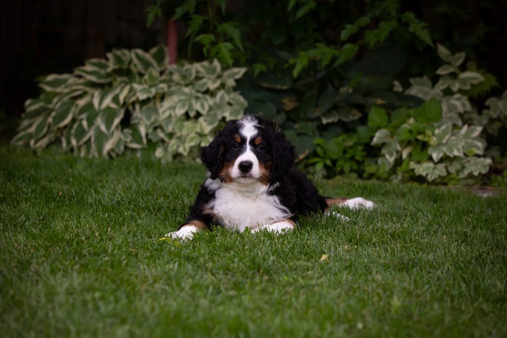 All About F1B Bernedoodles & Differences Among Generations