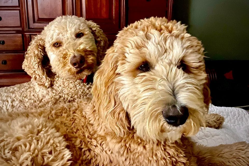 hugabear goldendoodles