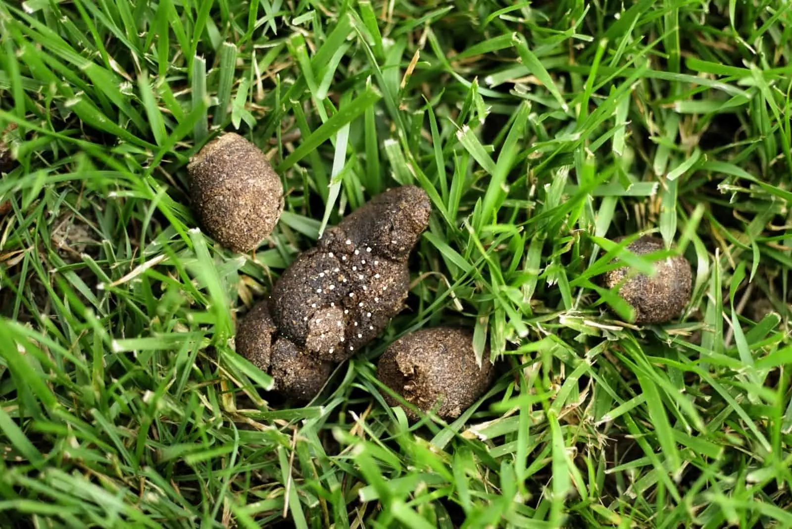 what does white worms in dog poop mean