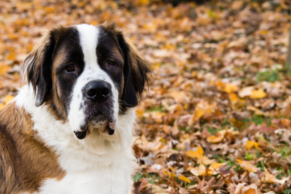 Saint Bernard Colors Explained: Fun Patterns You Didn’t Know Existed