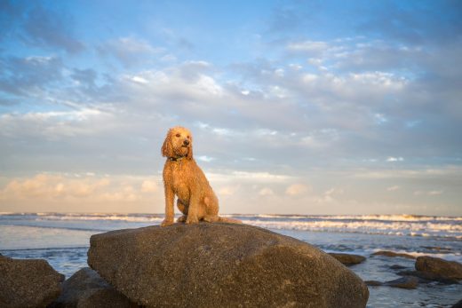 The Goldendoodle Lifespan: How Long Do Goldendoodles Live?