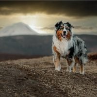 an Australian Shepherd stands on a hill