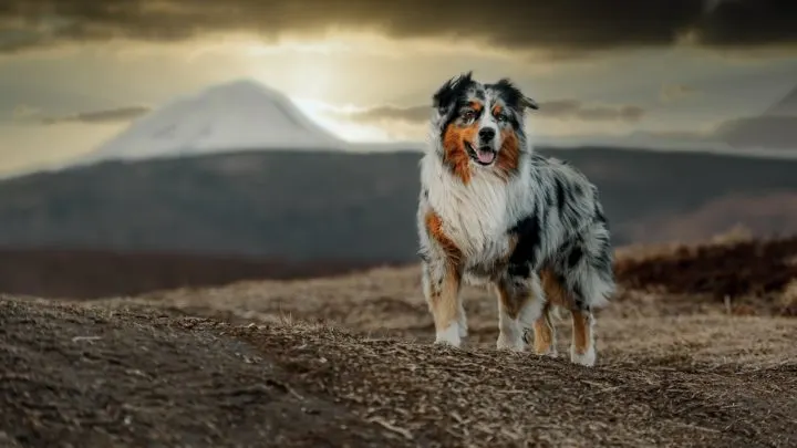 are australian shepherds clingy