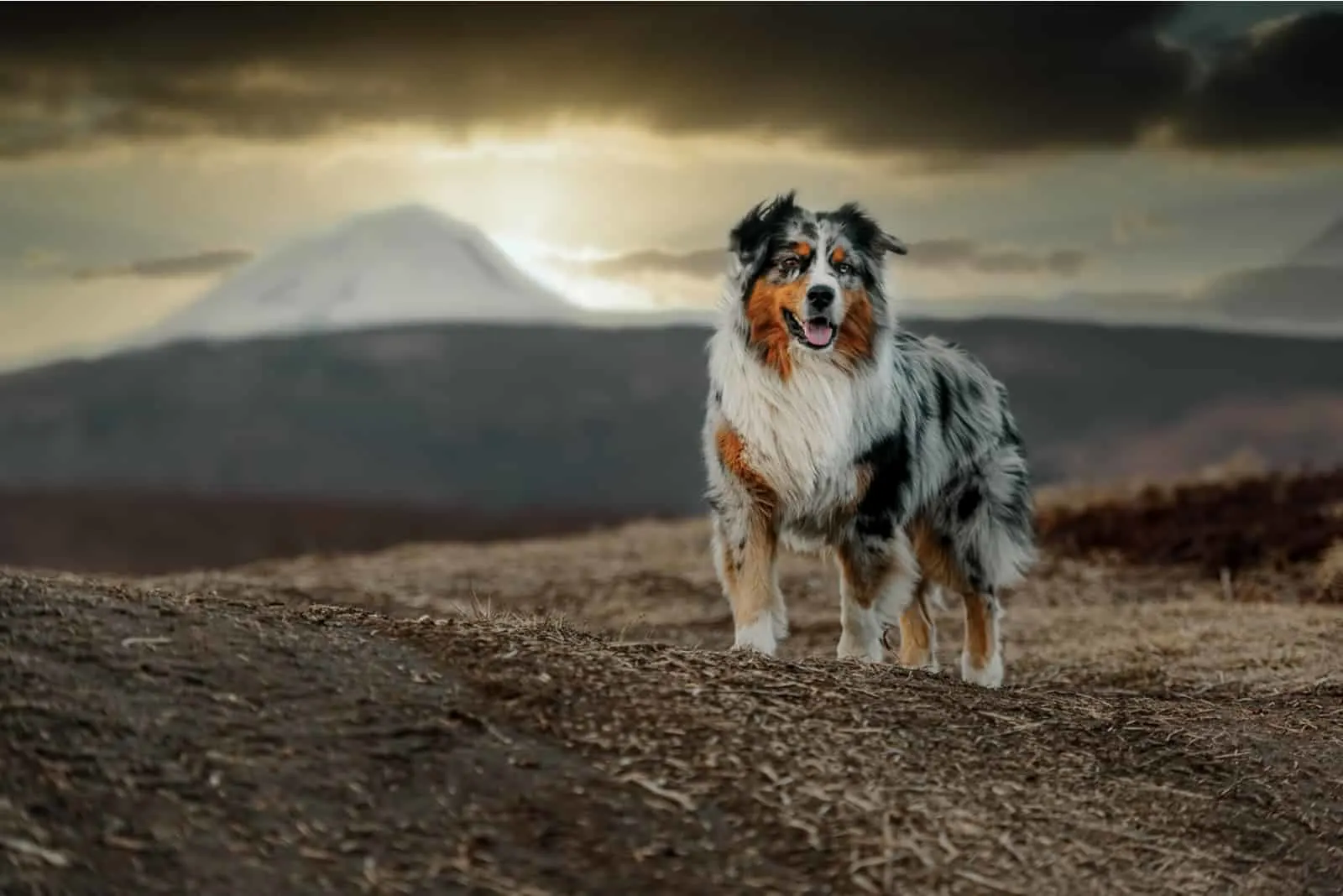 Are Australian Shepherds Good With Kids? What Parents Need To Know