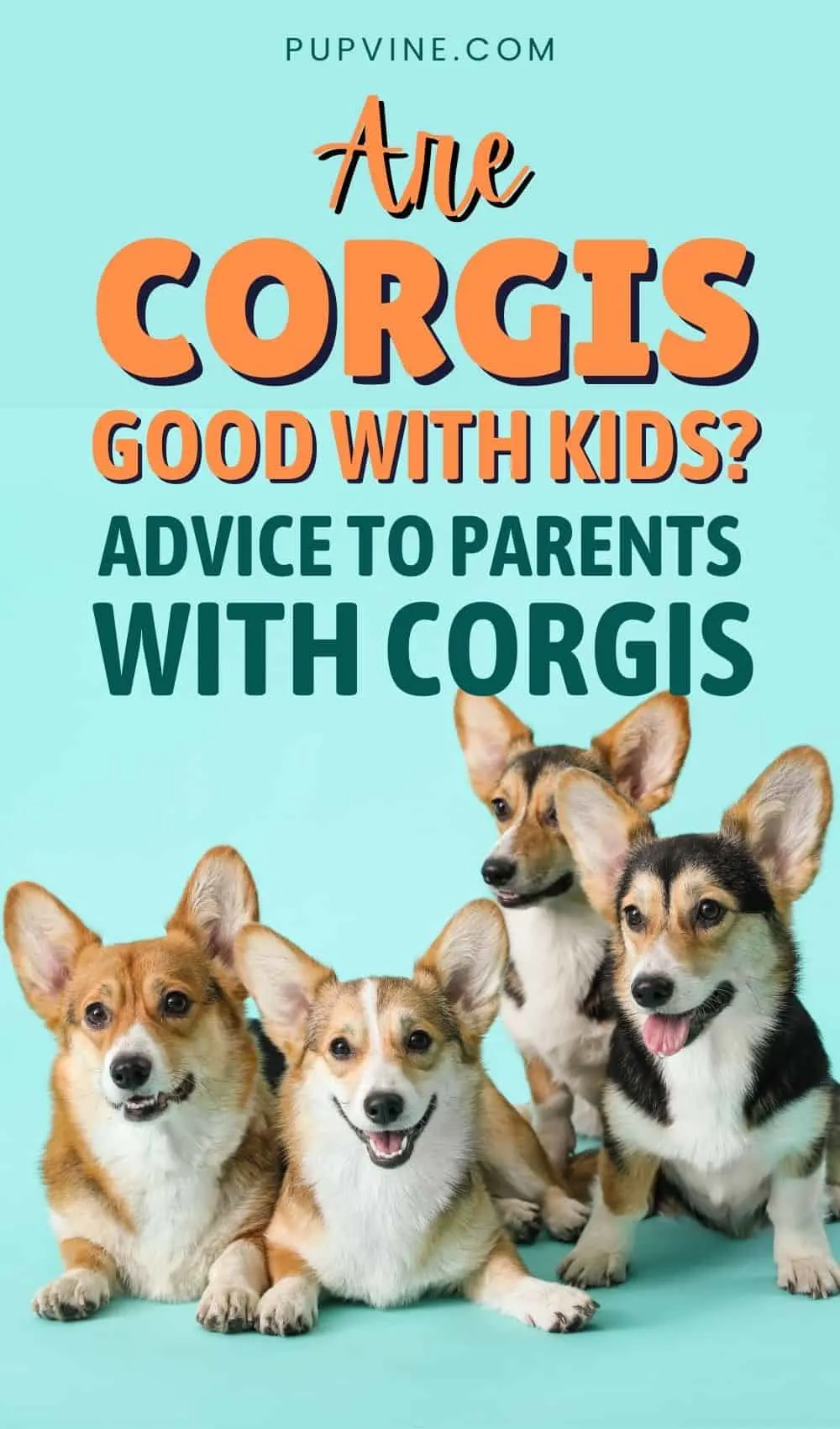 are corgis good family pets