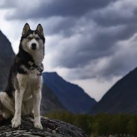 Black and white siberian husky sitting on the stone