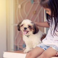 girl sitting with her Shih Tzu dog