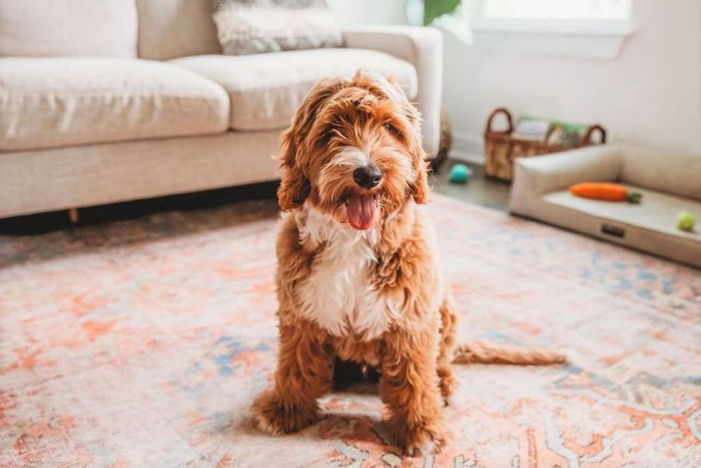 australian-goldendoodle-everything-you-need-to-know