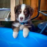 Are Australian Shepherds Good With Kids? A Guide For Parents