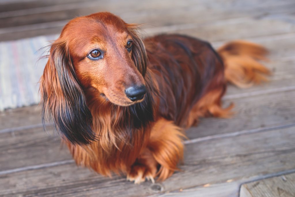 Why Do Dachshunds Shake? The Common Reasons And Remedies