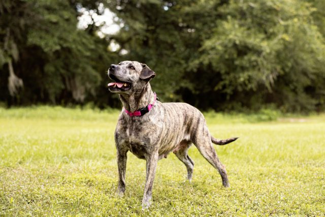 Pitbull Colors Explained: 35 Unique Colors And Patterns