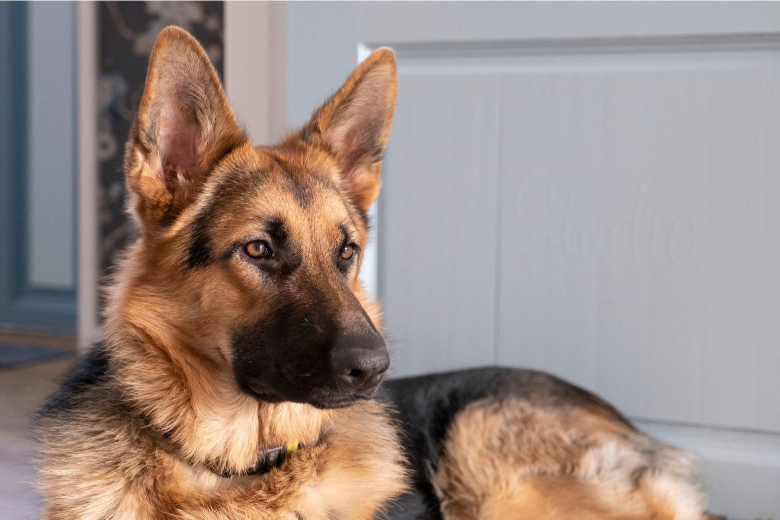 how-much-do-german-shepherds-cost-german-shepherd-price-and-expenses