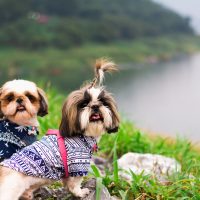 two Shih Tzu dogs stand on the grass near the lake