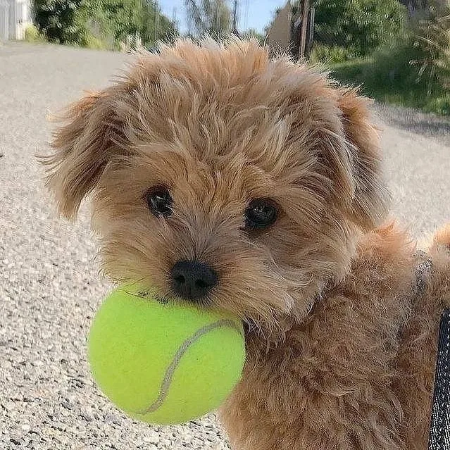 do cavachon puppies shed