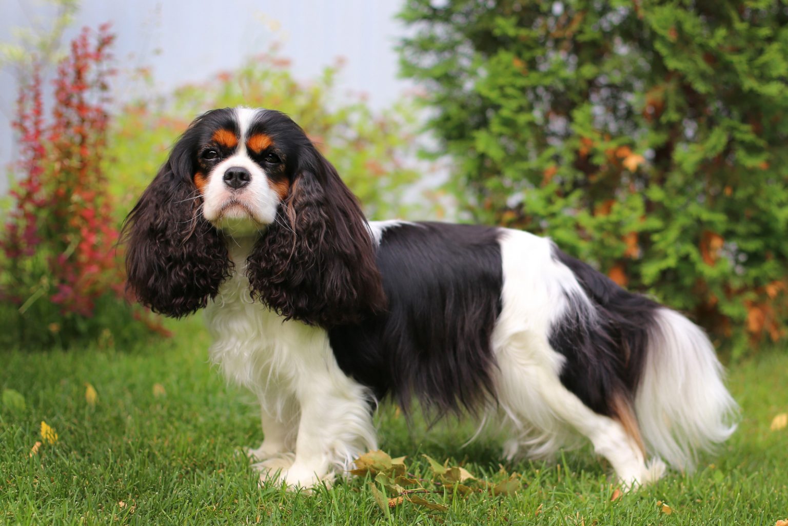 rescue dog king charles cavalier spaniels