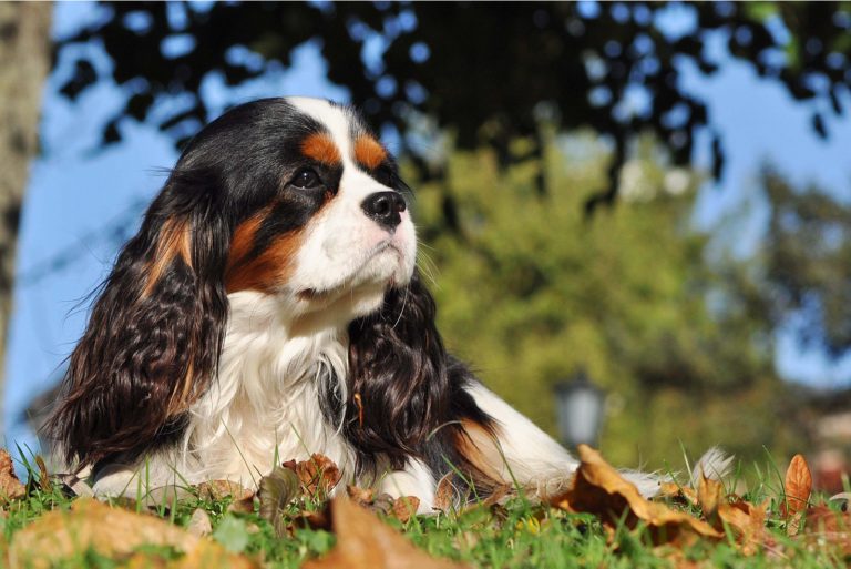 Cavalier King Charles Spaniel Lifespan & Health Issues