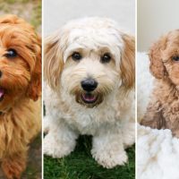 cute little Cavapoochon, Cavachon and Cavapoo dogs