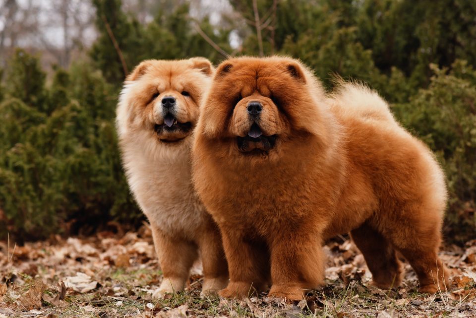 Do Chow Chows Shed? Grooming Advice For Chow Chow Owners