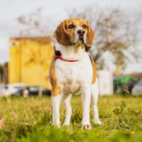 A beautiful hunting dog is standing in the grass