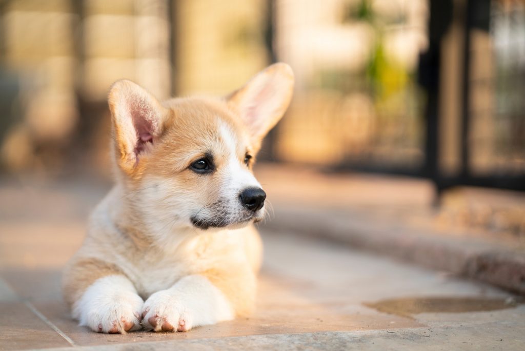 How Much Do Corgis Cost? Prices And Expenses Calculated