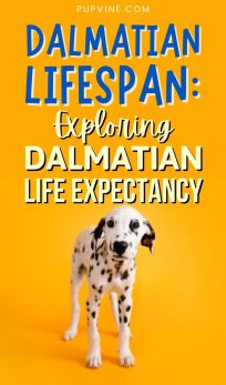 dalmatian lifespan invest