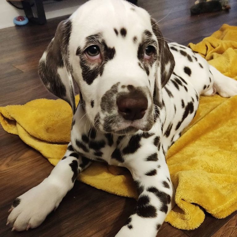 Dalmatian Lifespan: Exploring Dalmatian Life Expectancy