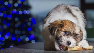 cavachons excessive shedding