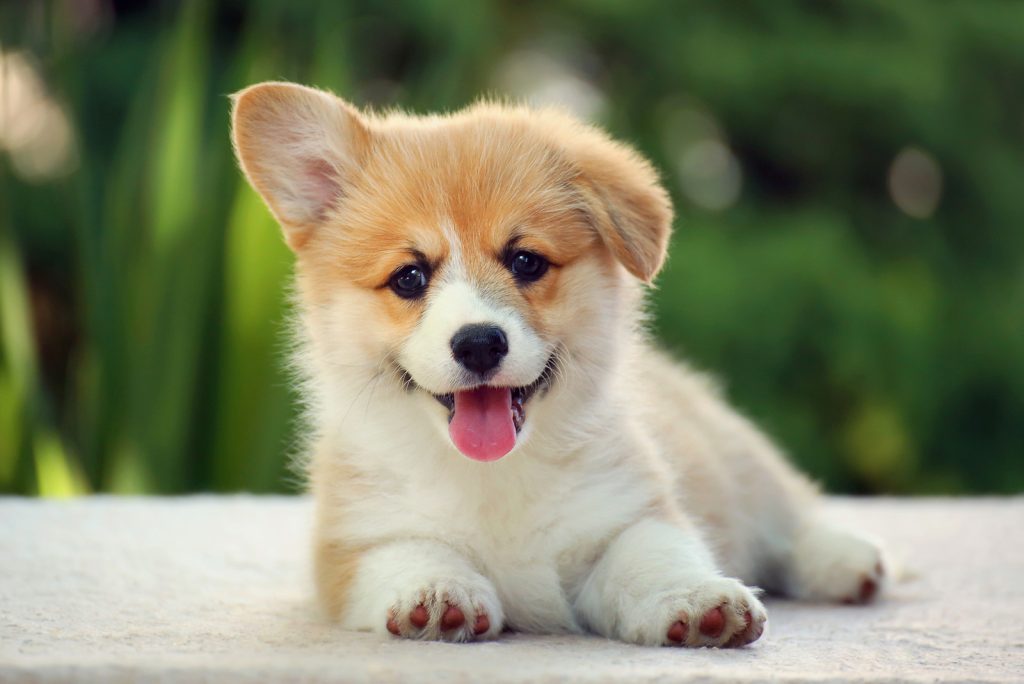 How Much Do Corgis Cost? Prices And Expenses Calculated