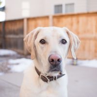 white dudley lab