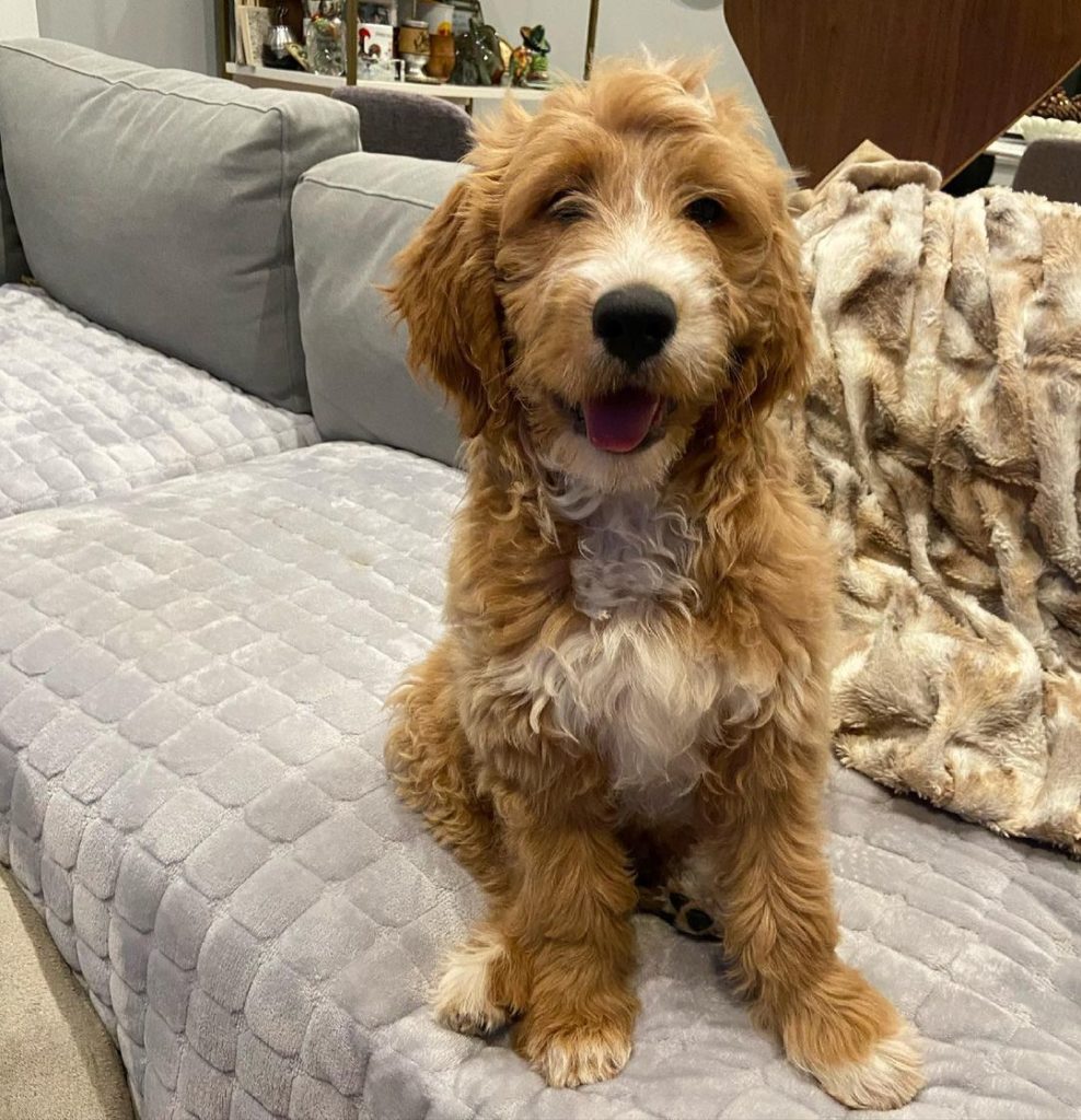 F1 Mini Goldendoodle All About This Adorable Dog