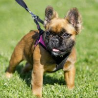 french bulldog on a leash