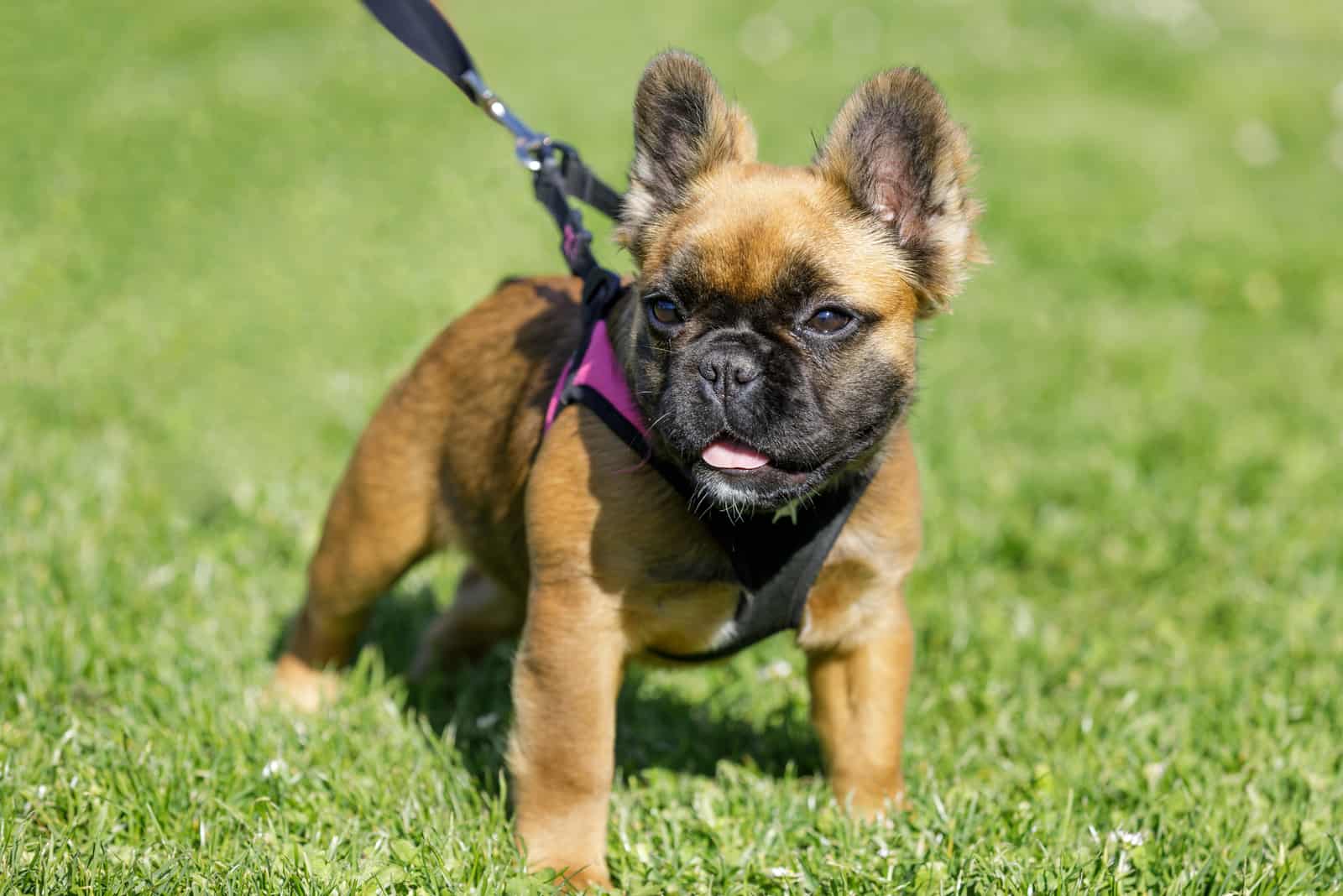Fluffy Frenchie: All You Need To Know 