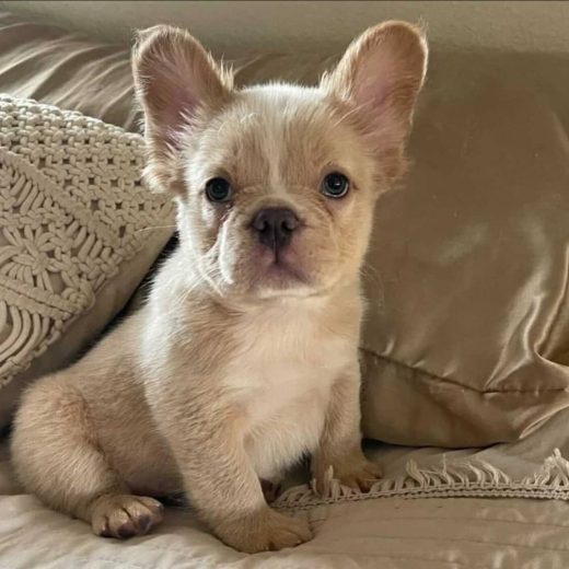 Fluffy Frenchie: All You Need To Know About This Unusual Pup